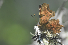 Polygonia satyrus