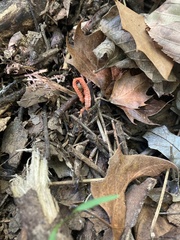 Pseudocolus fusiformis