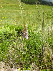 Gymnadenia densiflora