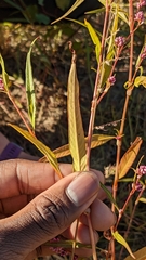 Persicaria pensylvanica