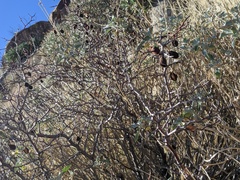 Prunus fremontii