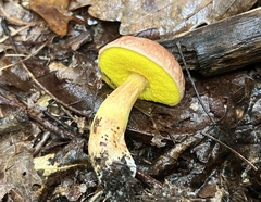 Aureoboletus auriporus