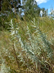 Artemisia dracunculus glauca