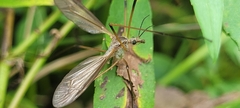 Tipula oleracea