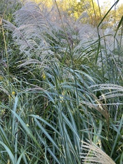 Miscanthus