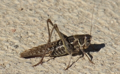 Decticus albifrons