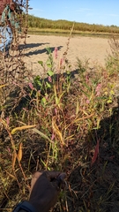 Persicaria pensylvanica
