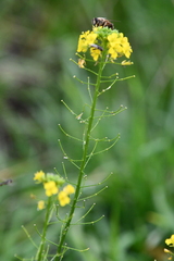 Sisymbrium loeselii