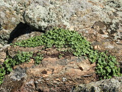 Rumex induratus