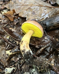 Aureoboletus auriporus
