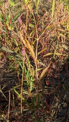 Persicaria pensylvanica
