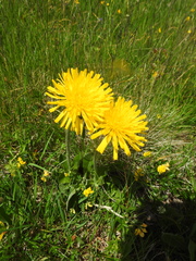 Hypochaeris uniflora