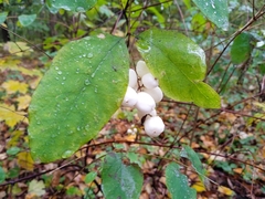 Symphoricarpos albus