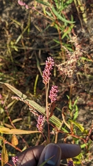 Persicaria pensylvanica
