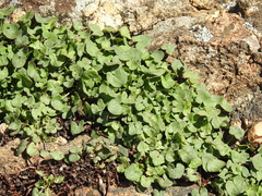 Rumex induratus