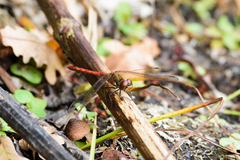 Sympetrum striolatum