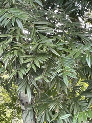Lonchocarpus