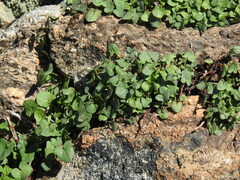 Rumex induratus