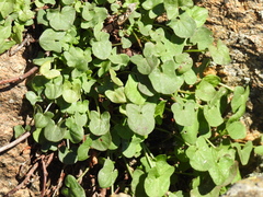 Rumex induratus
