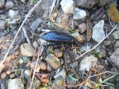 Carabus purpurascens