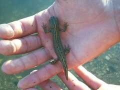 Triturus carnifex