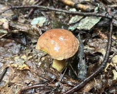 Aureoboletus auriporus
