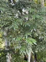 Lonchocarpus