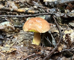 Aureoboletus auriporus