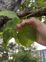 Populus