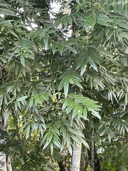 Lonchocarpus