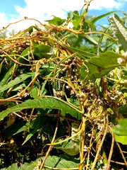 Cuscuta lupuliformis