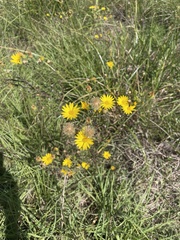 Bradburia pilosa