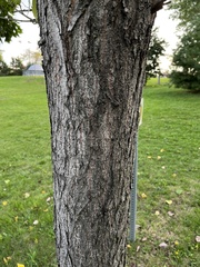 Populus