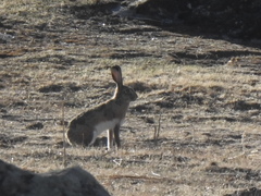 Lepus granatensis