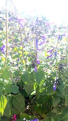 Salvia mexicana