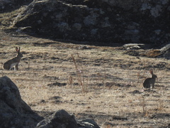 Lepus granatensis