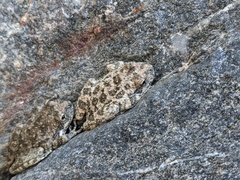 Pseudacris cadaverina