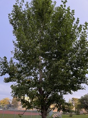 Populus