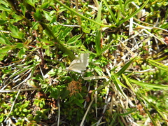 Xanthorhoe montanata