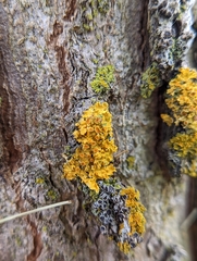 Teloschistes chrysophthalmus