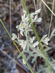 Pseudognaphalium microcephalum