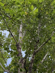 Populus