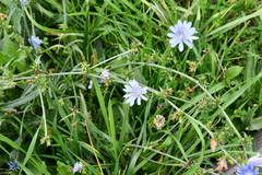 Cichorium intybus
