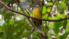 Eucometis penicillata