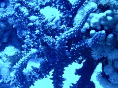 Acropora hemprichii