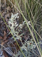 Pseudognaphalium microcephalum