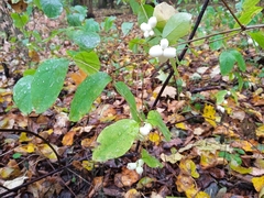 Symphoricarpos albus