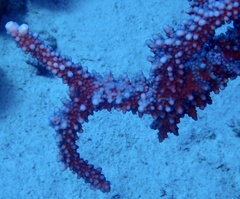 Acropora hemprichii