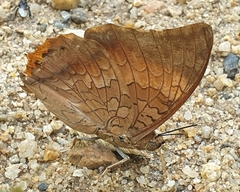 Charaxes bernardus