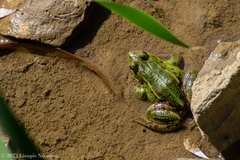 Pelophylax kurtmuelleri
